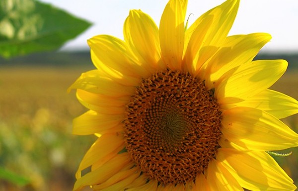 雙軸太陽能跟蹤系統的優點